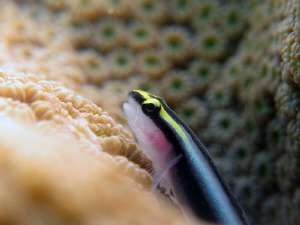 Sharknose goby... apnea shoot by Durand Gerald 